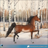 Horse Color:Bay Tobiano