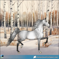 Horse Color:Gray Brown Roan Frame 