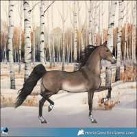 Horse Color:Brown Dun 