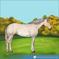 Horse Color:Palomino Roan Dun Tobiano 