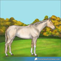 Horse Color:Palomino Roan Dun Tobiano 