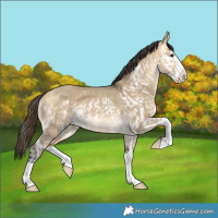 Horse Color:Buckskin Dun Splash  and Buckskin Dun Splash 