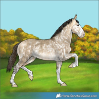 Horse Color:Buckskin Dun Splash  and Buckskin Dun Splash 