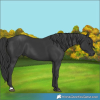 Horse Color:Black 