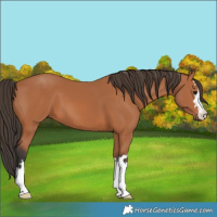 Horse Color:Bay 