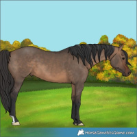 Horse Color:Brown Dun 