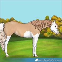 Horse Color:Red Dun Splash