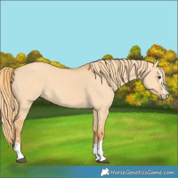 Horse Color:Red Dun 