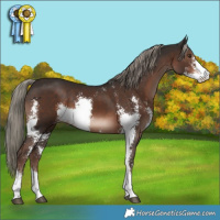 Horse Color:Liver Chestnut Mushroom Sabino 