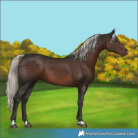 Horse Color:Liver Chestnut Mushroom 