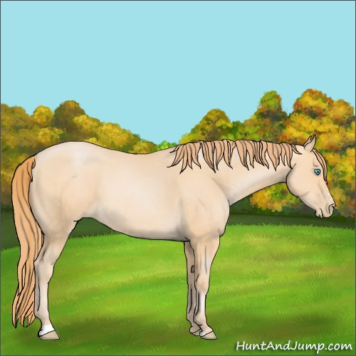 Horse Color:Buckskin Pearl Sabino 
