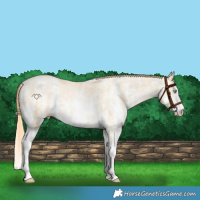 Horse Color:Buckskin Pearl Sabino