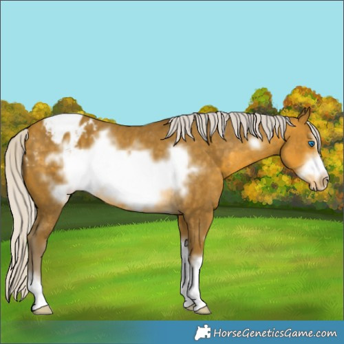 Horse Color:Silver Sable Cream Champagne Sabino Frame Appaloosa
