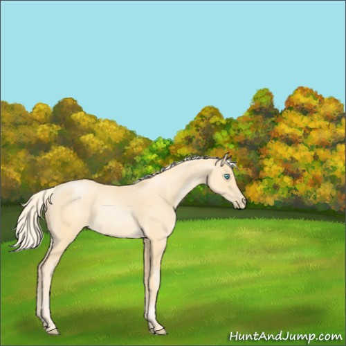 Horse Color:Palomino Pearl Sabino 