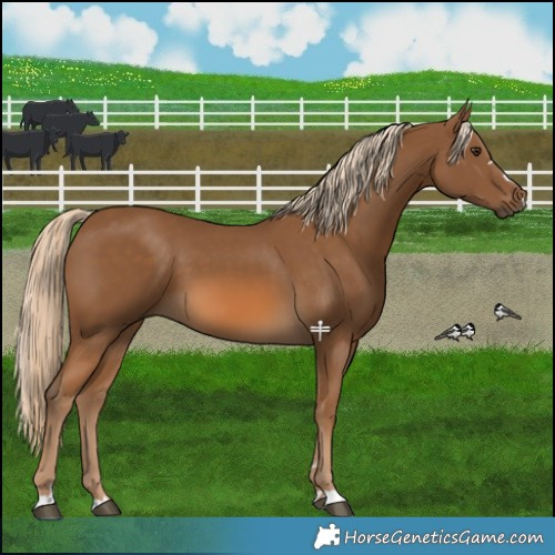 Horse Color:Chocolate Palomino 