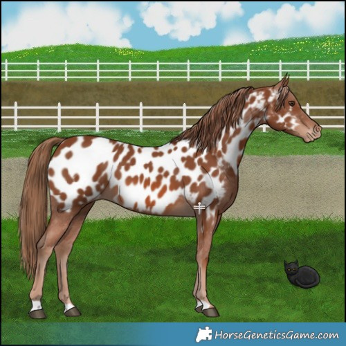 Horse Color:Chestnut Appaloosa 