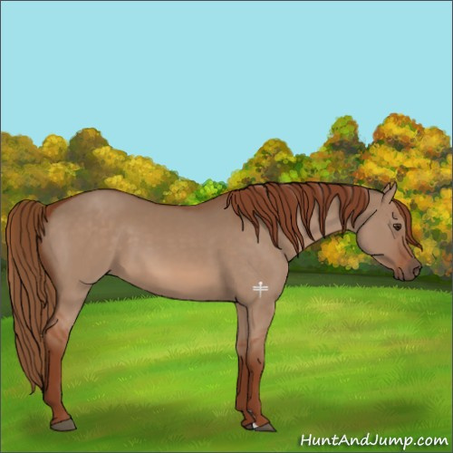 Horse Color:Red Dun 