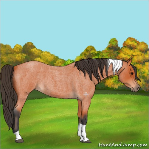 Horse Color:Bay Roan Tobiano 