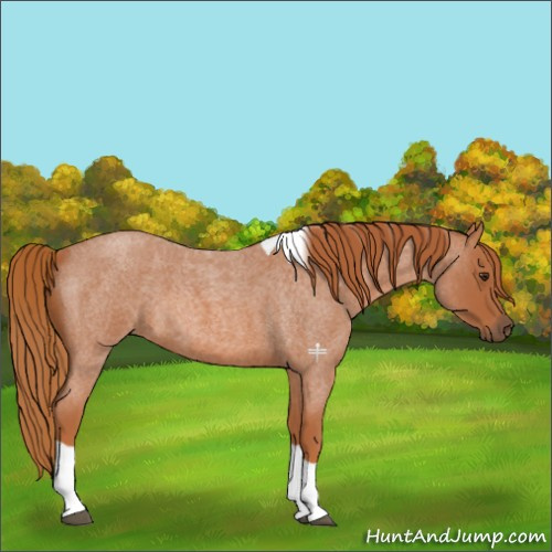 Horse Color:Red Roan Tobiano 