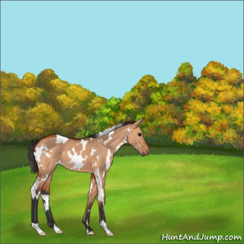 Horse Color:White Spotted Bay Dun 