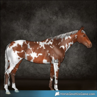 Horse Color:White Spotted Silver Brown Rabicano 