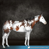 Horse Color:White Spotted Brown Splash 