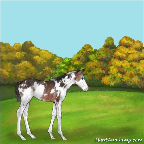 Horse Color:White Spotted Brown Splash Rabicano 