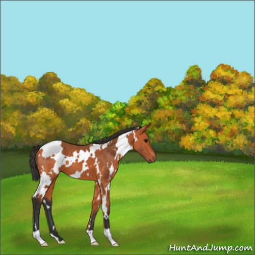 Horse Color:White Spotted Bay 