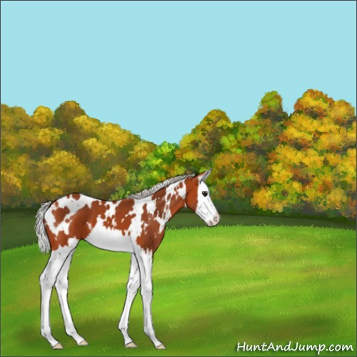 Horse Color:White Spotted Silver Bay Splash 