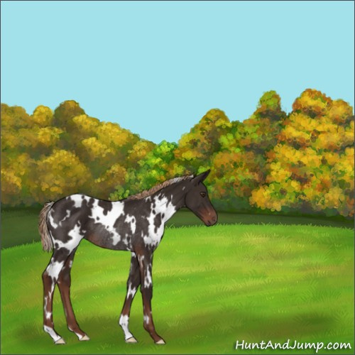 Horse Color:White Spotted Liver Chestnut Rabicano 