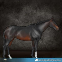 Horse Color:Brown 