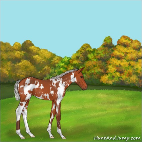 Horse Color:White Spotted Silver Bay 
