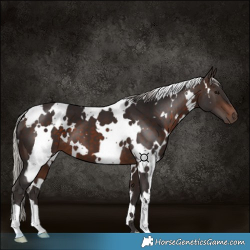 Horse Color:White Spotted Silver Brown
