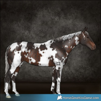 Horse Color:White Spotted Silver Brown 