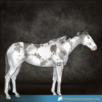Horse Color:White Spotted Grullo Splash Rabicano