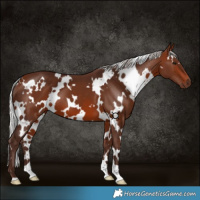 Horse Color:White Spotted Silver Brown 