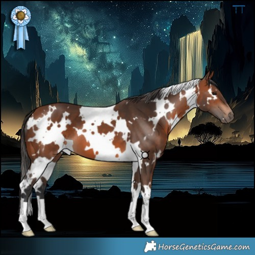 Horse Color:White Spotted Bay 