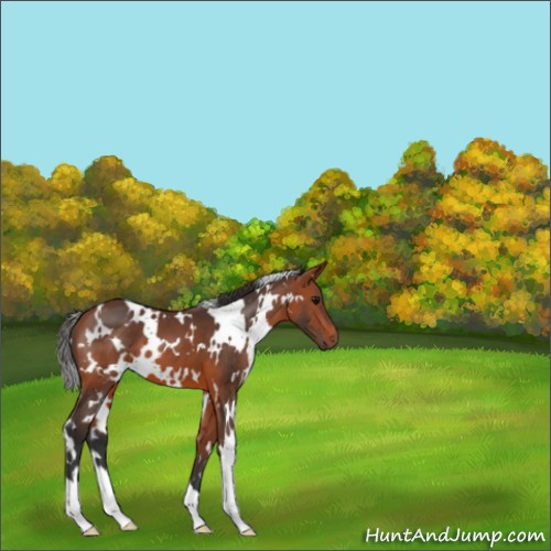 Horse Color:White Spotted Bay 