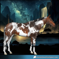 Horse Color:White Spotted Bay 
