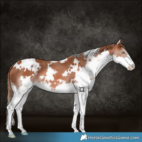 Horse Color:White Spotted Chestnut Splash 
