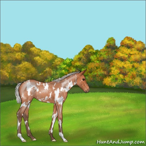 Horse Color:White Spotted Silver Bay Roan 