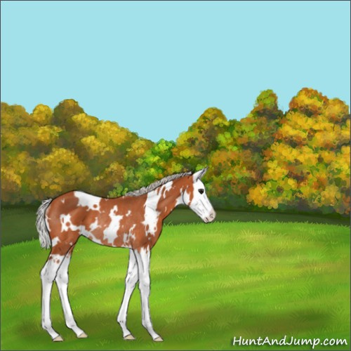 Horse Color:White Spotted Silver Bay Splash Rabicano 