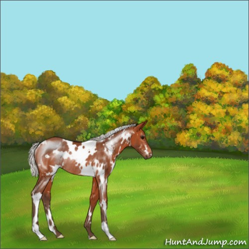 Horse Color:White Spotted Silver Bay Rabicano 