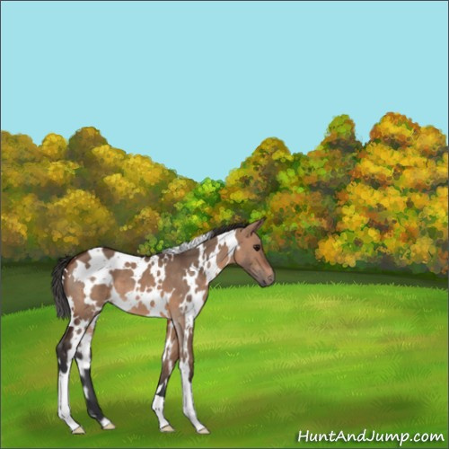 Horse Color:White Spotted Brown Dun 