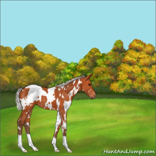 Horse Color:White Spotted Silver Bay 