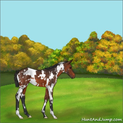 Horse Color:White Spotted Brown 