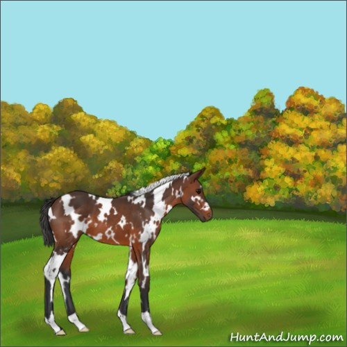 Horse Color:White Spotted Brown 