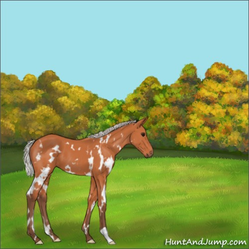 Horse Color:White Spotted Silver Bay 