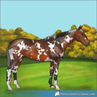 Horse Color:White Spotted Bay 