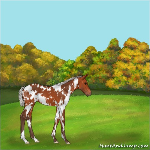Horse Color:White Spotted Silver Bay 